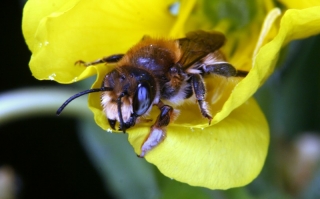 Blattscheiderbiene - Megachile spec.